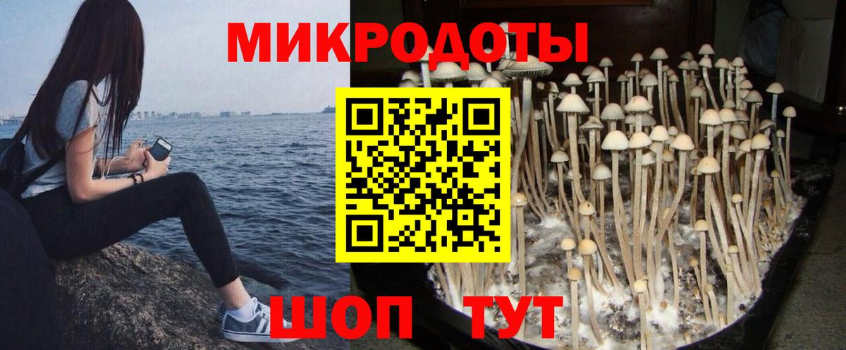 Армавир  Псилоцибиновые грибы Cubensis  Вход с VPN 